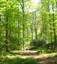 Forêts normandes 